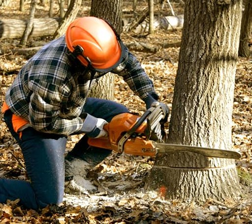Tree Removal in Huntsville, OH
